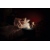 asset-13034990_indoor_nightlux_touch_rabbit_warm_l.jpg